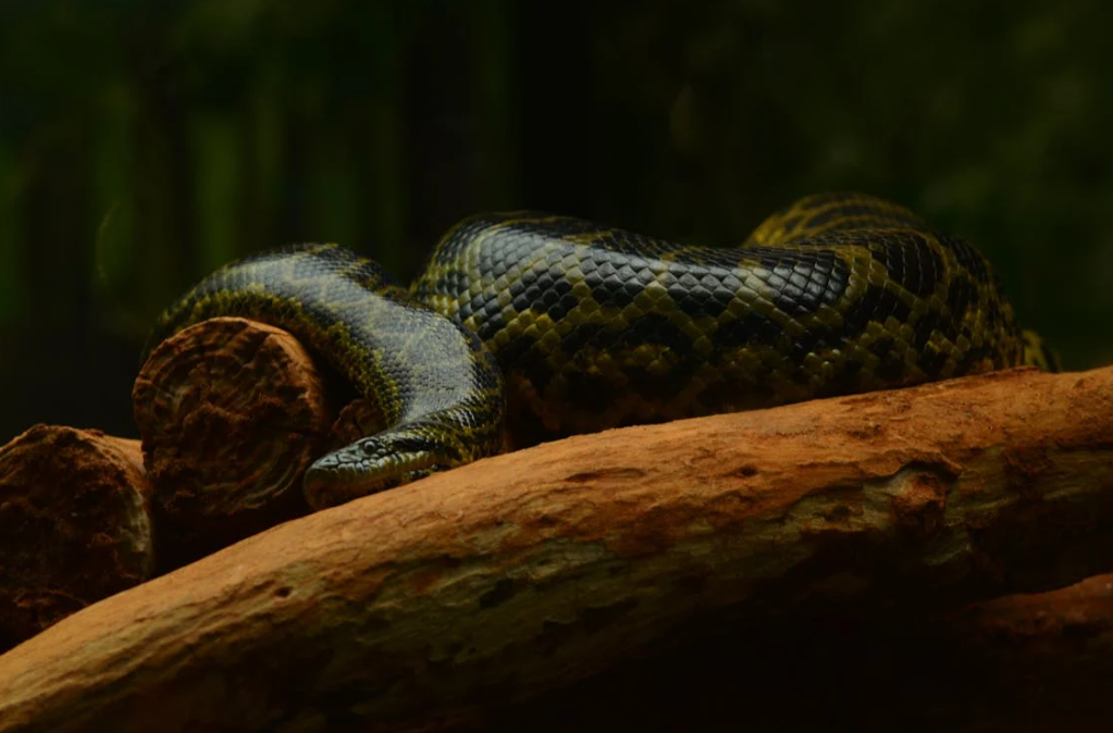 Giant Green Anaconda: Newly Discovered Species Found in Ecuador’s Rainforest