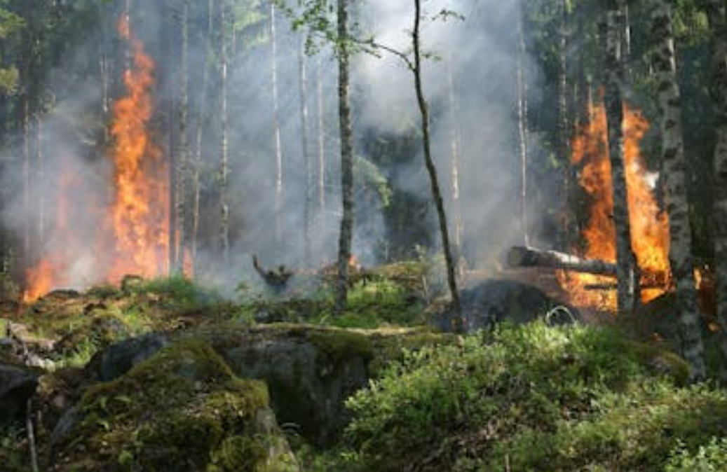 Continuing Studies Reveal More About 2019-20 Australia Bushfires