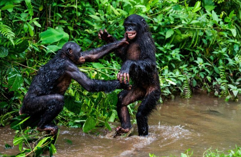 Study Reveals Great Apes Enjoy Playful Teasing