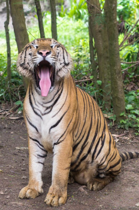 Despite Conservation Initiatives, Bengal Tigers Continue to Face Hardships in Bangladesh