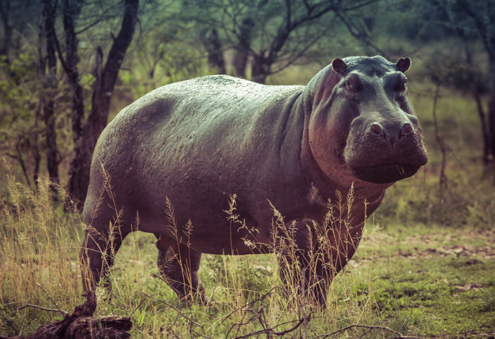 Study Finds Cerrado Animals Changing Behavior to Avoid People