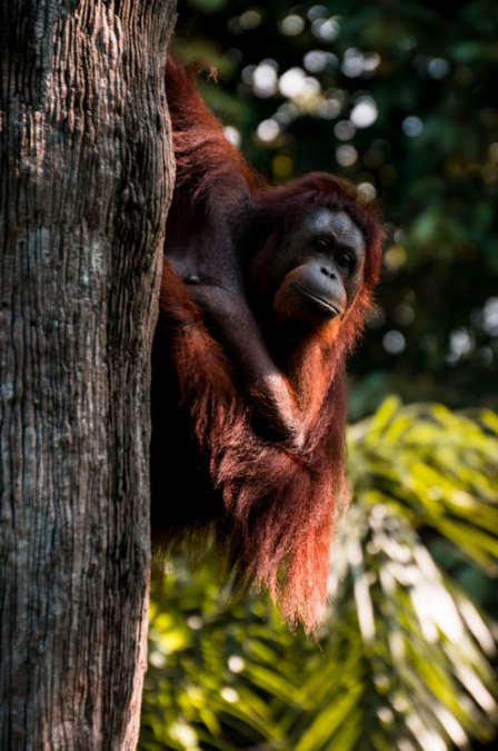 Concerns raised as Indonesian gold mine expands into orangutan territory