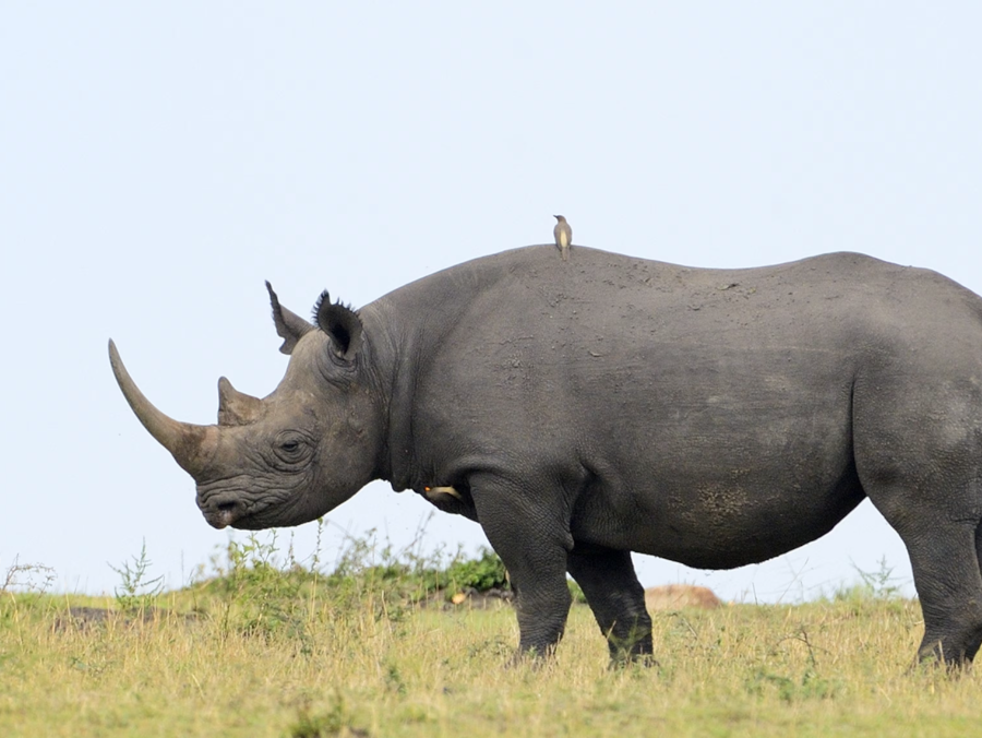 Black rhinos relocated to Kenya’s Loisaba Conservancy amid species’ recovery