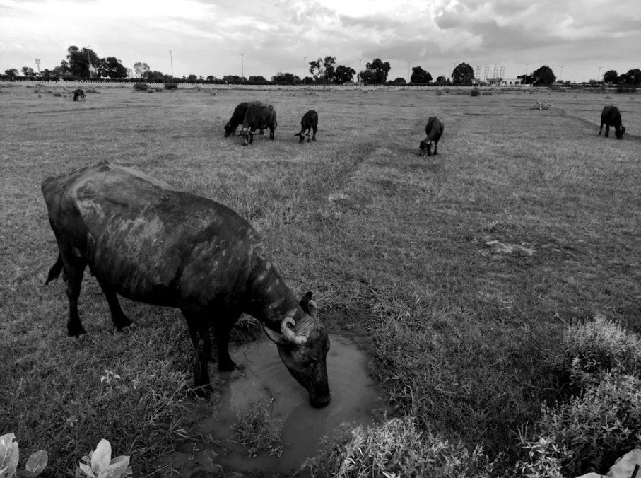 Space Tracking Initiative: Monitoring 1,000 Cattle and Buffalo with GPS, AI, and Satellites