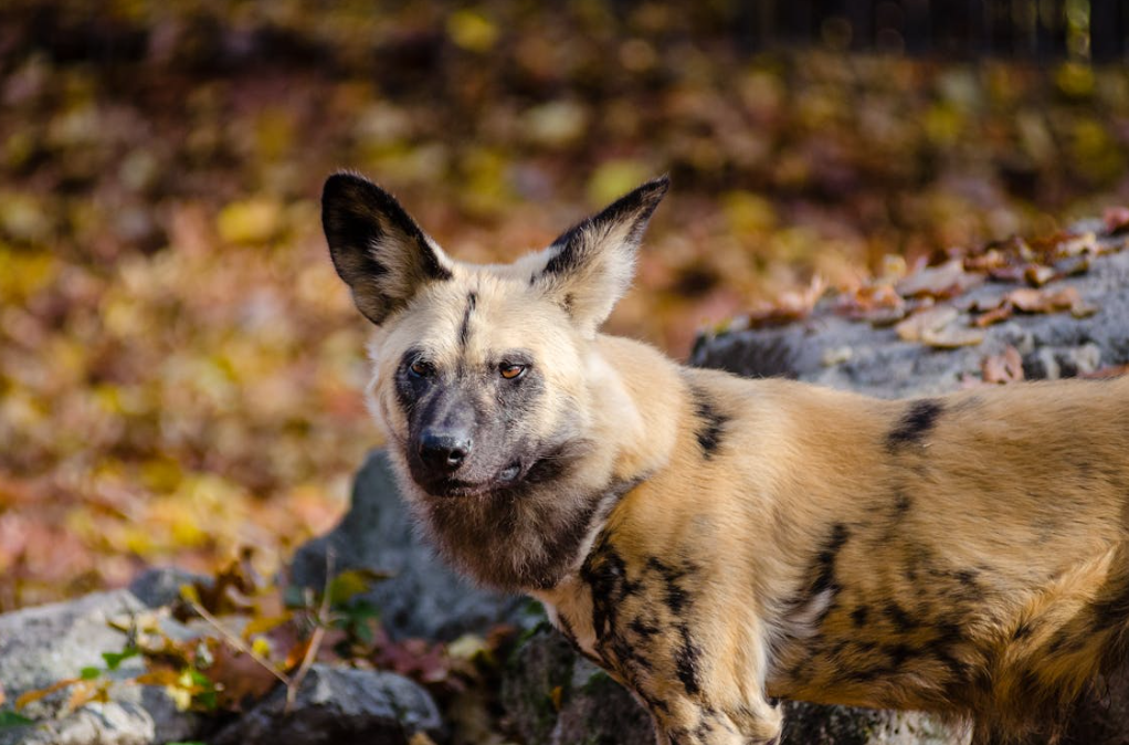 Discovering the Mysteries of Africa’s Intriguing Wild Dog