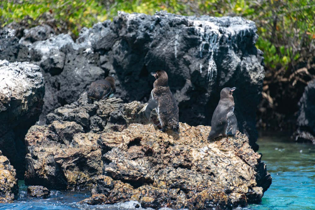 How the Galapagos Penguin Thrives in the Heat?