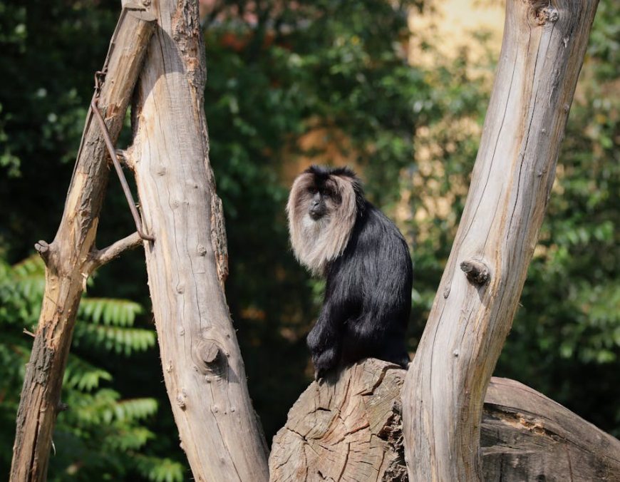 Jungle Royalty: Exploring the World of the Lion-Tailed Macaque