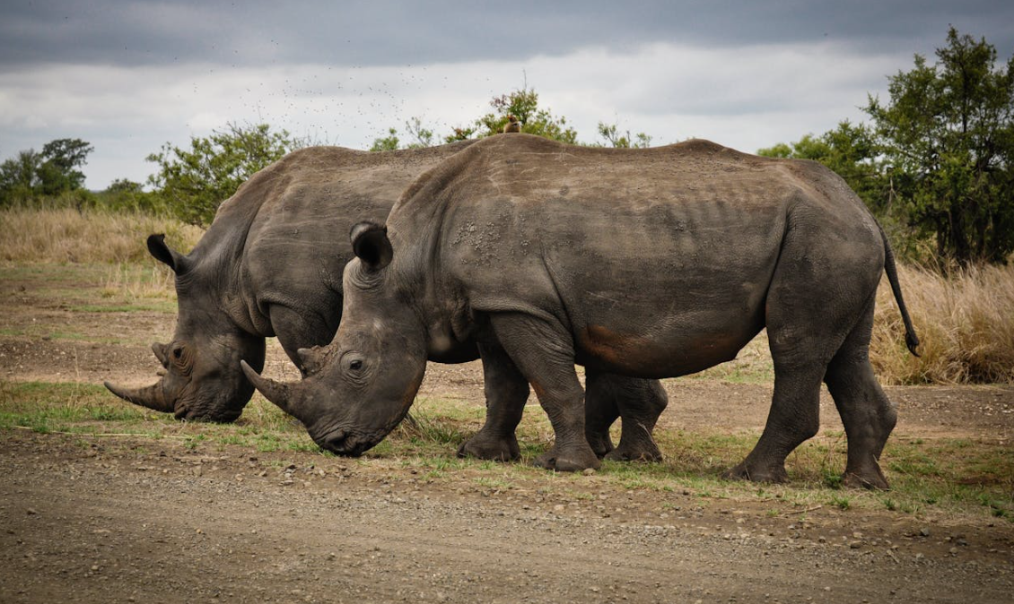 Javan Rhinoceros: A Critically Endangered Species on the Brink