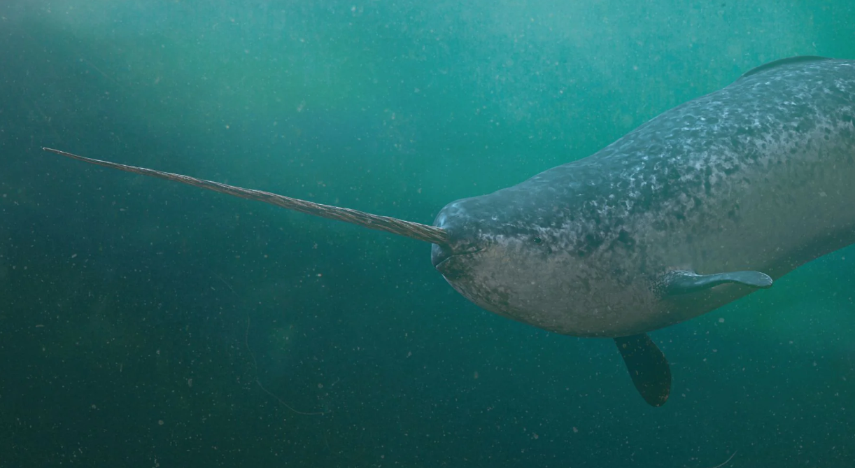 The Unicorn of the Sea: The Narwhals of the Arctic