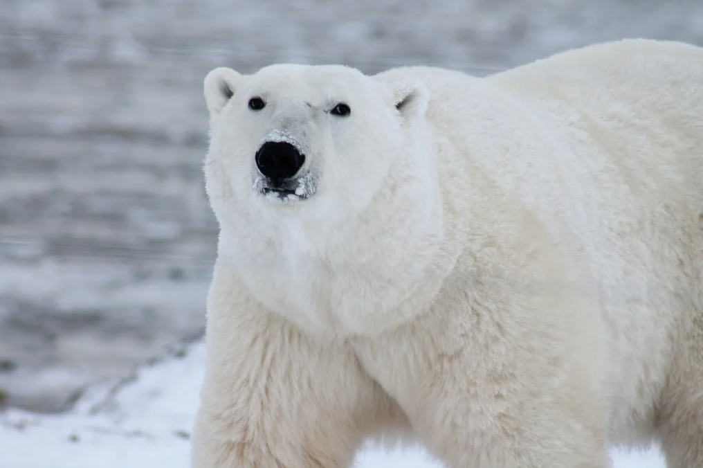 10 Intriguing Polar Bear Facts to Know