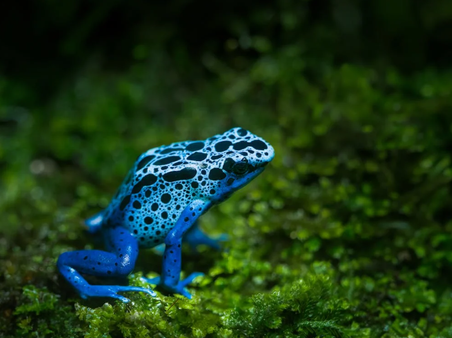 Tiny and Toxic: 12 Facts About Poison Dart Frogs!