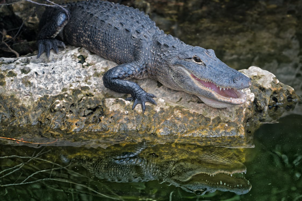 11 Facts About the Mighty Anaconda