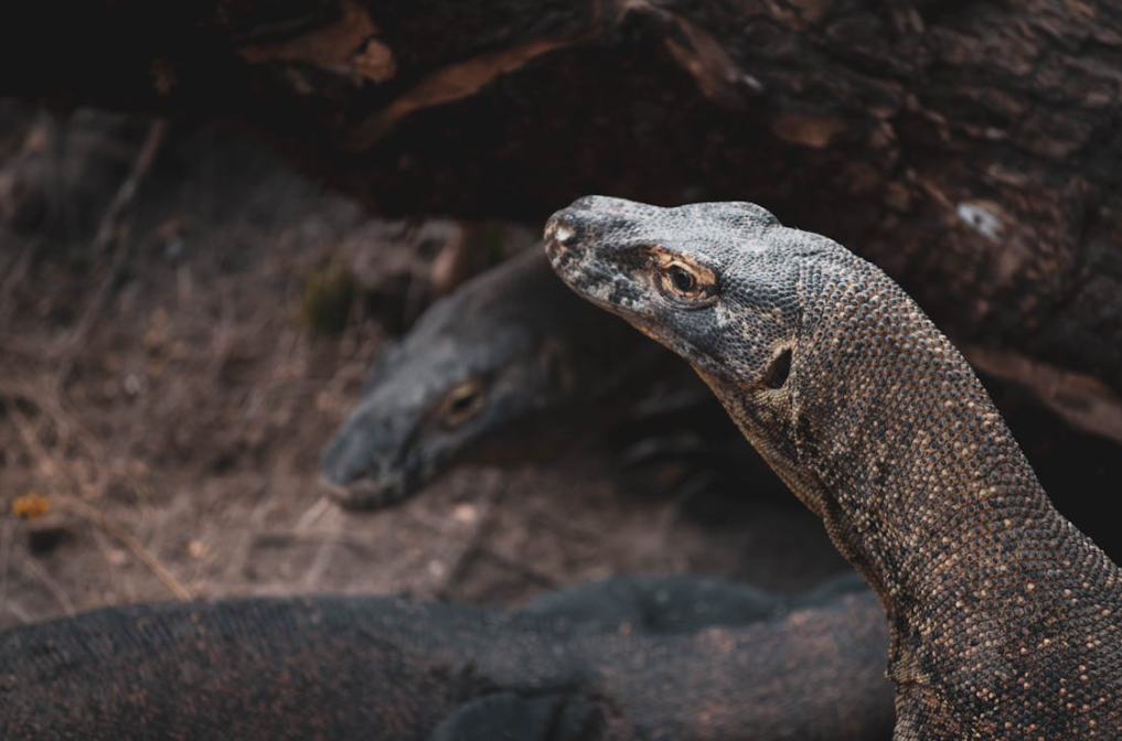 Dragons of the Isles: 11 Facts About the Komodo Dragon