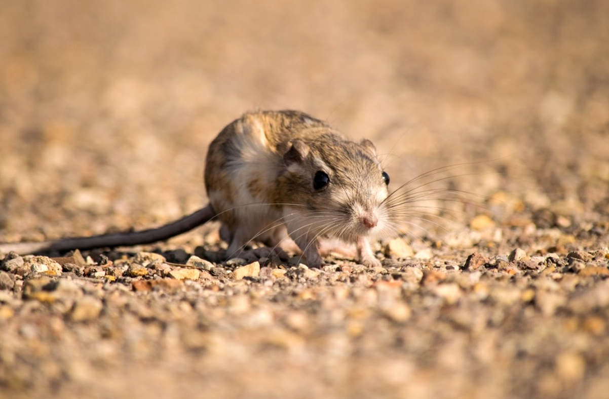 How Kangaroo Rats Outsmart the Sun and Survive Without a Sip