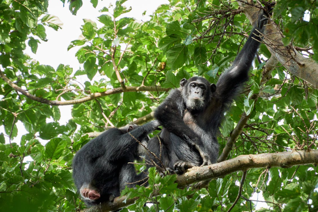 From Ground Squirrels to Canopy Climbers:…