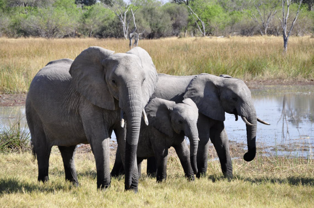 How Elephants Play and Engineer Their…