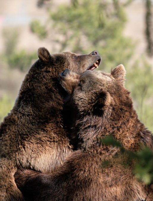 The Intelligence and Resilience of Grizzly…