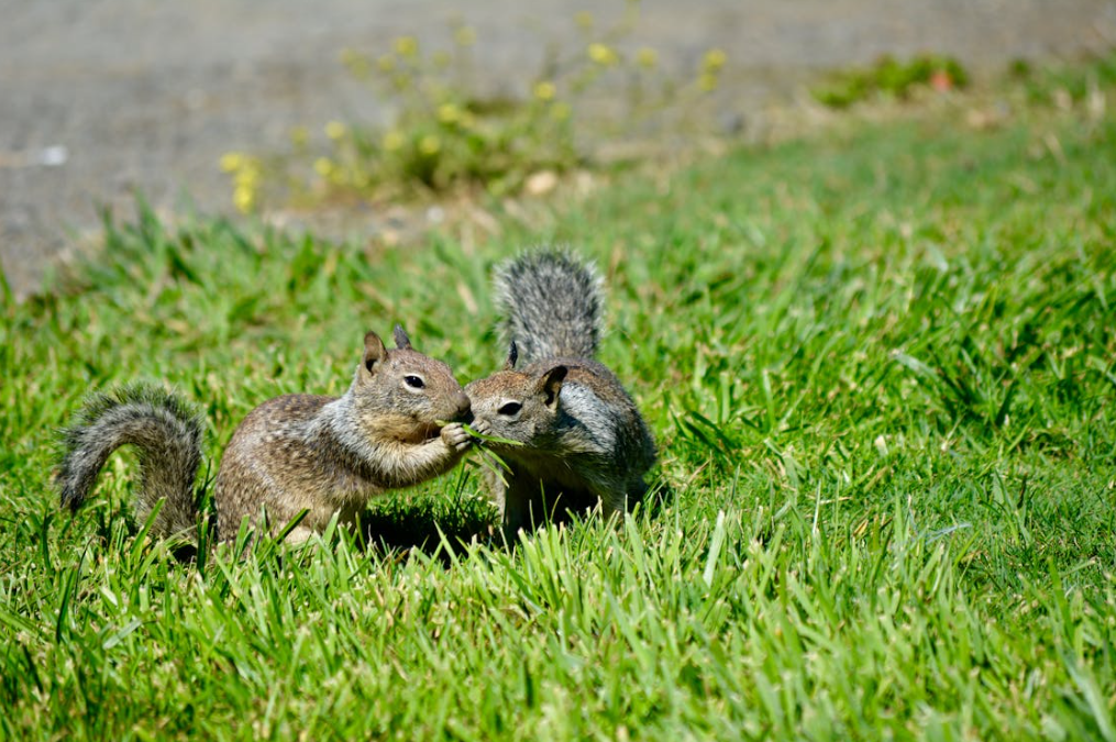 The Secret Life of Squirrels in Your Backyard