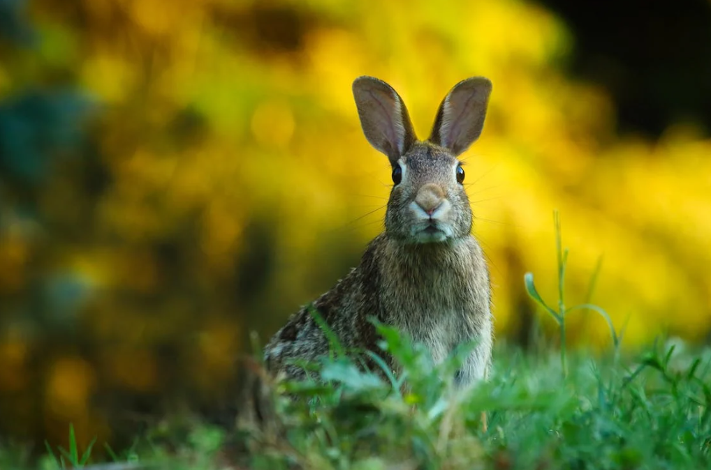 More Than Just Carrots: The Ecological Importance of Rabbits